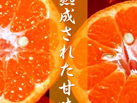 『寒冷地発送』香を食す！超熟成完熟天草ぽんかん。（約3kg）