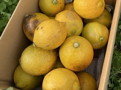 【皮まで食べれる！】完熟レモン(クックユーレカ) 2kg箱詰 -農薬不使用・無肥料・無除草剤-