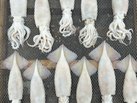 肝が旨い！真イカごろ干し(丸干し)大中サイズ