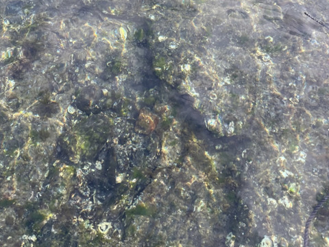 【鮮度抜群】天草・牛深産 釣りアオリイカ（下処理済み・急速冷凍） 700g〜1kg