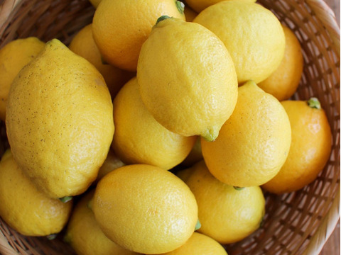 広島県産レモン、防腐剤、ワックス不使用　皮ごと使用できる 訳あり品  5ｋｇ(約50個)