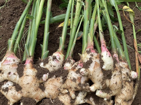高知県産 朝採れ新生姜 3キロクール：高知県産のその他薬味・スパイス
