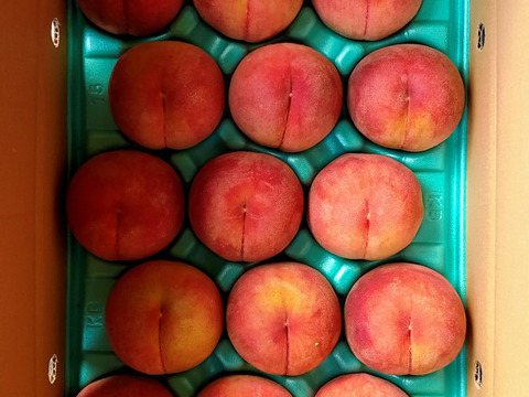 【お中元】【夏ギフト】【収穫当日発送】長野県産『あかつき』5kg（11～16玉）