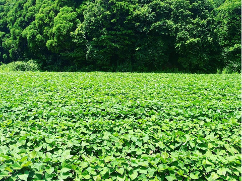 【訳あり品！】ふくむらさき.サツマイモ　茨城県産　5kg M〜2L 土付き