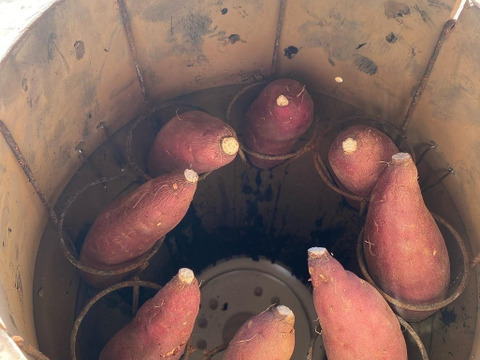 ★11/23まで1,000円引き★壺焼き芋アソート2品種1kgセット