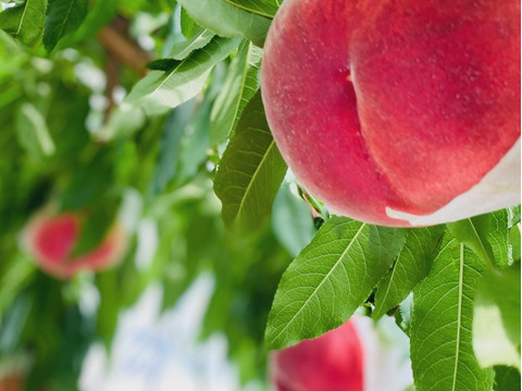 【先行予約★人気の一品！】旬の採れたて桃★２kg (4〜8玉)★朝どれ当日発送  2025年７月上旬より順次発送！山梨県笛吹市産　沖縄県 北海道注文不可