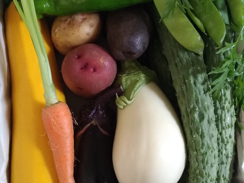 お試し！　北海道　野菜セット 小box　8品種