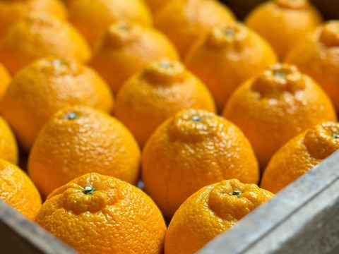 ジューシー！！食べ応え抜群！ 不知火 （15玉前後）：和歌山県産