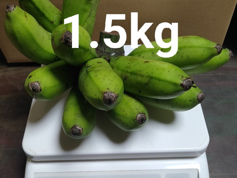 沖縄産　島バナナ　1.5kg