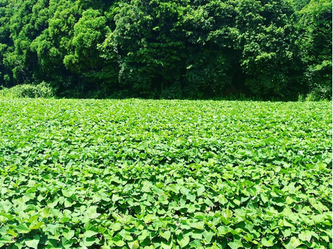 【ベビーサイズ❣️】熟成1ヶ月超え！紅はるか（2kg）(茨城県産)・(サツマイモ)(Sサイズ)(土付き)