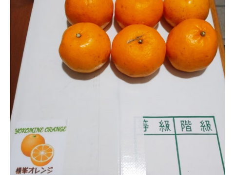 訳あり小さいポンカン箱込み5kg