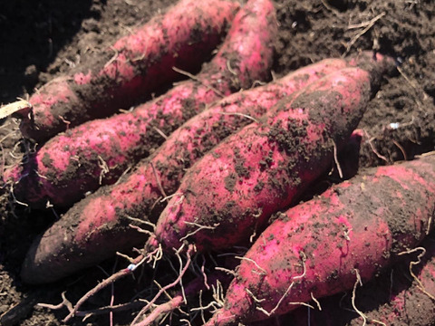 栽培期間中農薬、化学肥料不使用　さつまいも（紅はるか）6キロ