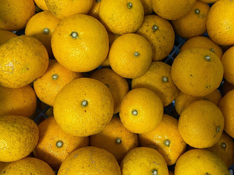 完熟ゆこう　1000g
生産量が少なくスーパーでは出回らない「幻の果実」京都の料亭では欠かせない存在であり、近年はヨーロッパのシェフたちにも愛さるローカル柑橘