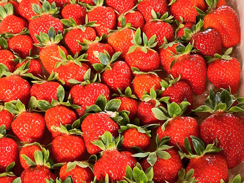 ※期間限定※【業務用】夏秋いちご［大サイズ]内容量12kg