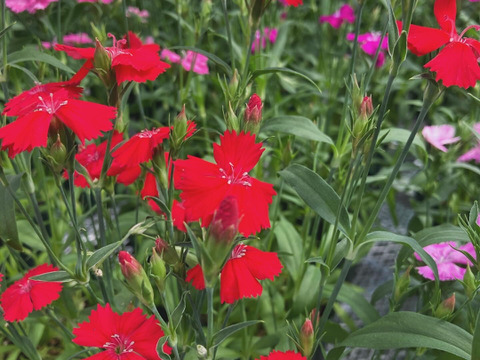 エディブルフラワー　ナデシコ20輪