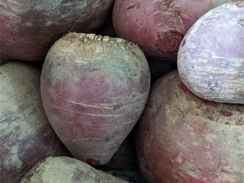 【自然栽培】驚きの甘さ、いもり屋のビーツ(3kg)