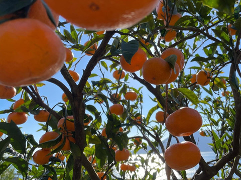 【柑橘食べ比べ】自然栽培 温州みかん（青島と古田）