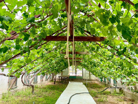 忘れられない美味しさと香り　岡山県からお届け　マスカットオブアレキサンドリア　1.5キロ以上
