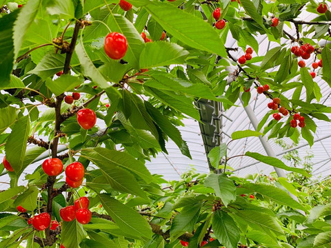 【贈答、プレゼント用】数量限定‼︎手詰め‼︎佐藤錦発祥の地。山形県東根産佐藤錦