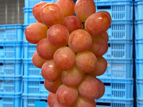 最上級のアロマ！サンシャインレッド 1房 650g超：山梨県産の