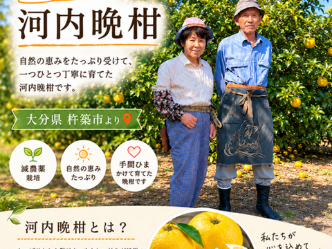 箱込み10㌔　果汁たっぷり河内晩柑 （和製グレープフルーツ）