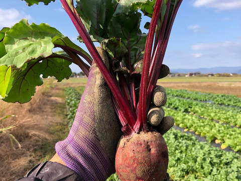 ※訳あり　　確かな甘み！スーパーフード　ビーツ