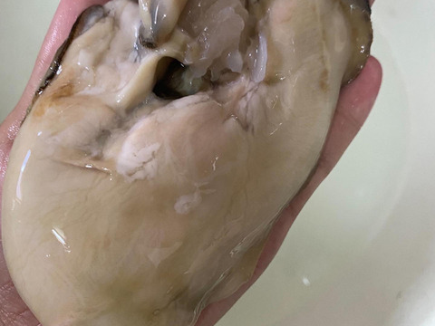 日間賀島産　天然岩牡蠣　特大