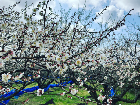 特大南高梅(4L以上) 切れ梅