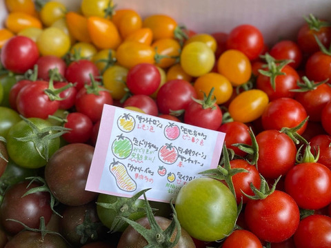 【大満足セット】トマト、ミニトマト、カラフルトマトの詰め合わせ7種の1.5キロ