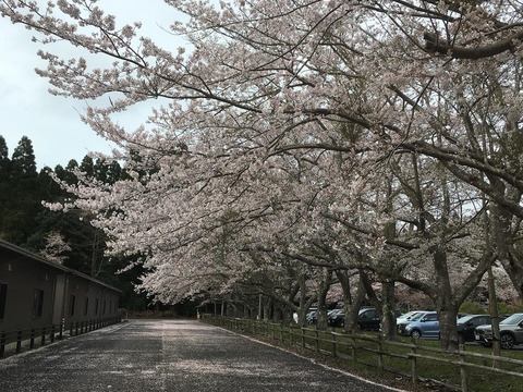 「5セット限定」桜と藤のハチミツさん　160gx2