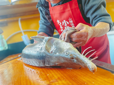 脂たっぷり！チョウザメ切り身（冷凍1kg）兵庫県香美町小代の大自然で育ったチョウザメ