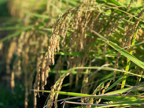 【7年度産 玄米30キロ】★季節の野菜プレゼント付★ふっくら・もちもち✴︎冷めても美味しい〜　千葉県産コシヒカリ【深田のお米】〜ホッとするお米あなたの食卓に〜