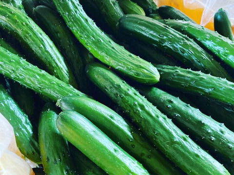 【味や実入りはA級品】きゅうり社長の朝どれ新鮮きゅうり！／中ランク混合／埼玉本庄産／常温配送3㎏（15〜20本）