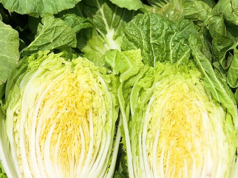 フレッシュさが売りの春白菜！2.5kg × ４株