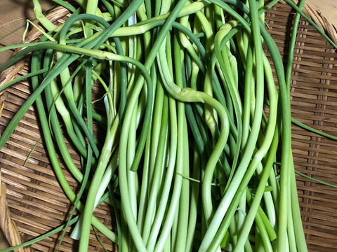 ※旬もの（まもなく終了）【農薬・化学肥料不使用栽培】青森県産　にんにくの芽　200ｇ（クール便発送）