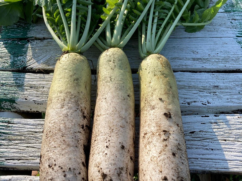 訳あり【農薬・化学肥料不使用】MOA自然農法で育った紫大根5kg/秋冬大根5kg のセット