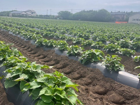 スイーツのような甘さ！茨城県産『干し芋』紅はるか平干し400ｇ×2袋