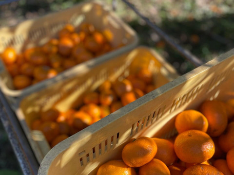 【柑橘食べ比べ】自然栽培 温州みかん（青島と古田）