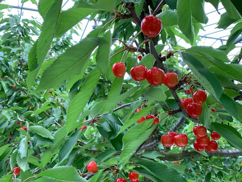 【贈答、プレゼント用】数量限定‼︎手詰め‼︎佐藤錦発祥の地。山形県東根産佐藤錦