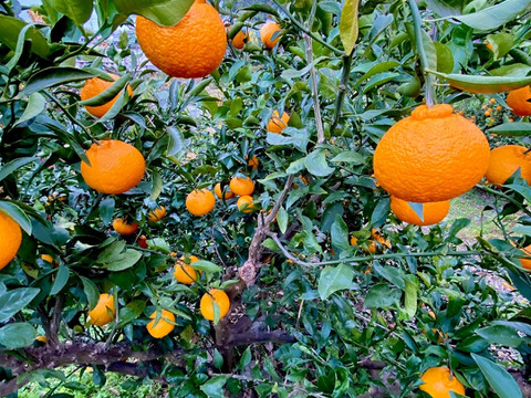 2026年収穫　大ぶり果実の瀬戸内　傷ありご家庭向け　しらぬい 4kg