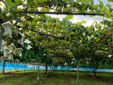 【長野県限定】クイーンルージュ®︎&シャインマスカットセット(各1房、合計1.2kg超)