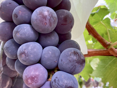 【秋ギフト】藤稔 果汁たっぷり黒ぶどう！2房セット1kg〜