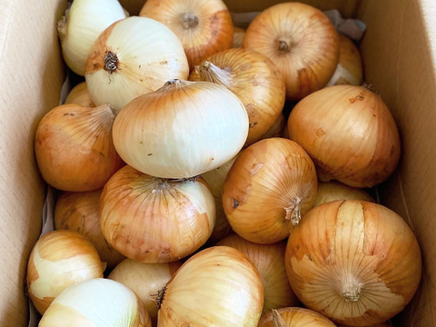 【未来をつくる笑み野菜】笑顔がこぼれる😄みずみずしい玉ねぎ🧅3kg