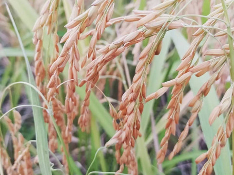 異国感じるお米！『サリークィーン』白米1.5kg