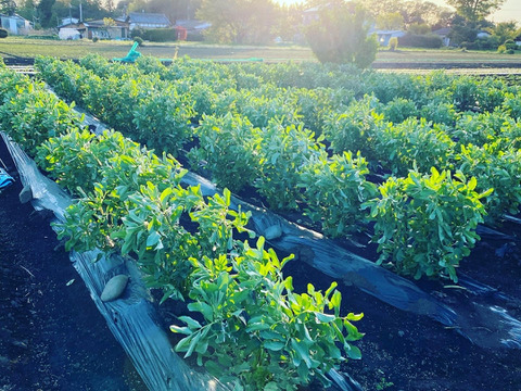 Sサイズ＊茨城県産旬野菜セット(約6〜7品目)