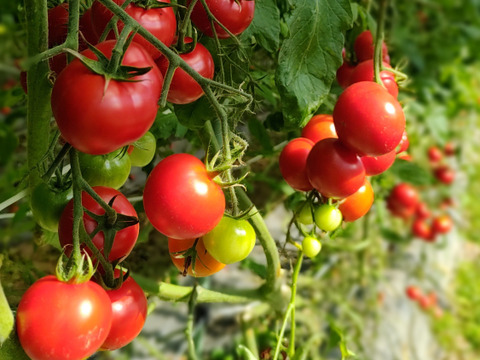 一箱で二度美味しい♪こだわりの薄皮トマト🍅【華おとめ】&【華小町】Mix１kg箱