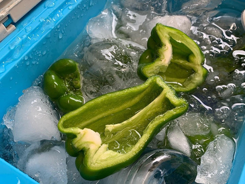 【バーベキューに…】とうもろこしとピーマンセット！