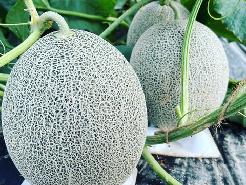 【お試し】【メロンは秋が旬!?】彩菜(あやな)メロン【一度食べたらメロンの虜♡】