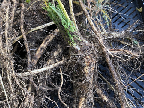 自然栽培山わさび80グラム2パック