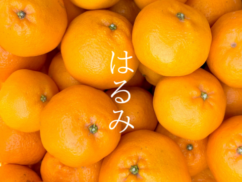 【大崎上島産】【5kg】はるみ